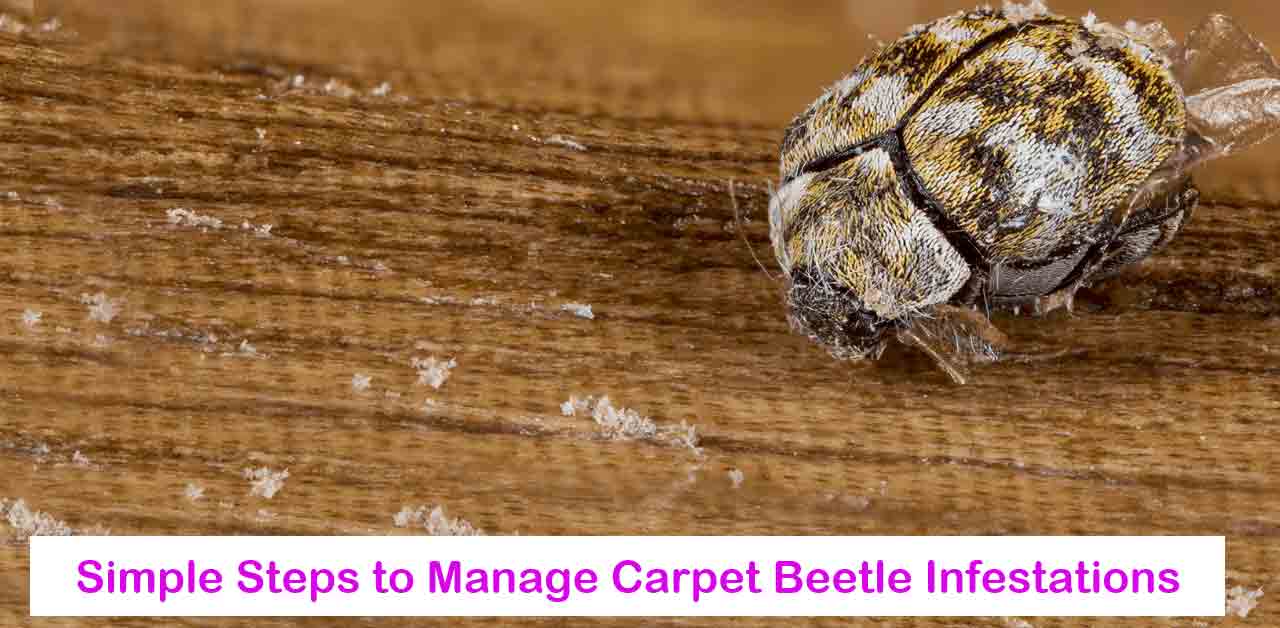 9-Simple-Steps-to-Manage-Carpet-Beetle-Infestations-Effectively