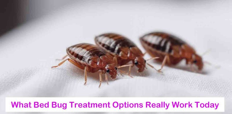What-Bed-Bug-Treatment-Options-Really-Work-Today