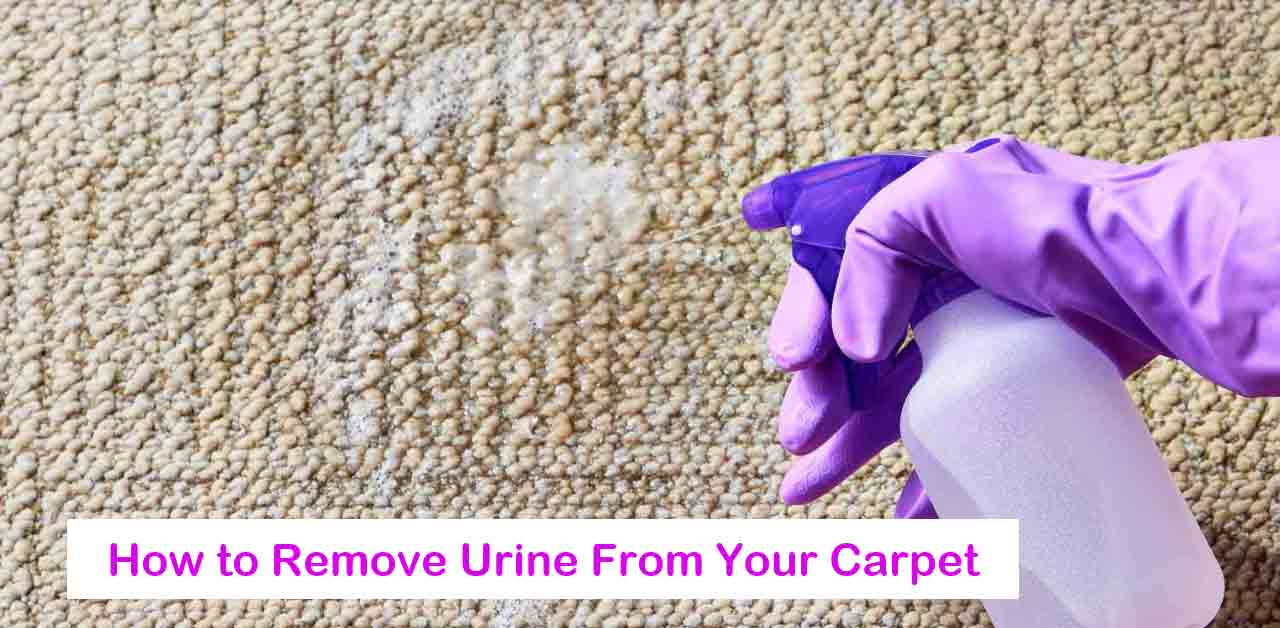 How to Remove Urine From Your Carpet and Get Rid of the Urine Smell Completely